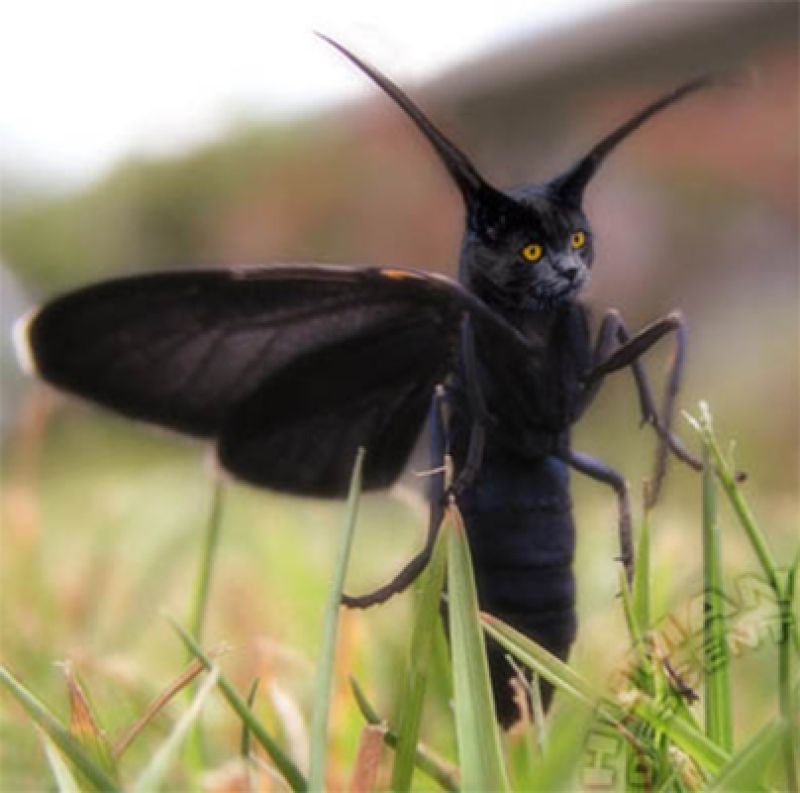 bichos06.jpg